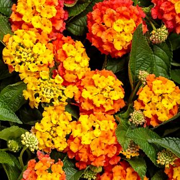 Lantana camara - Luscious® 'Basket Tangelo™'