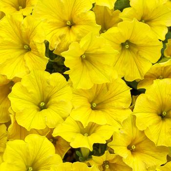 Petunia - Supertunia Mini Vista® 'Yellow'