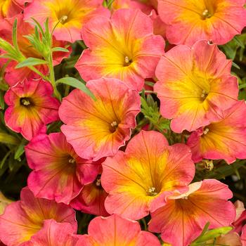 Petunia - Supertunia® 'Persimmon'