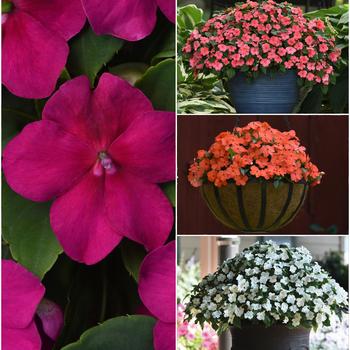 Impatiens walleriana - Beacon&trade; 'Series'