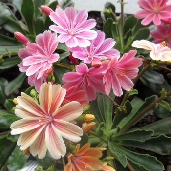 Lewisia cotyledon - 'Elise'