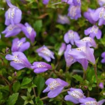 Mazus reptans - Mazus