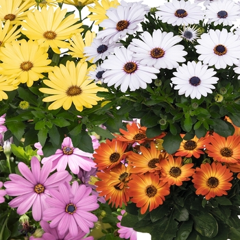 Osteospermum (African Daisy) - Margarita 'Series'