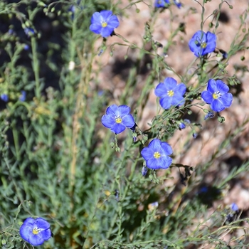 Linum lewisii - Blue flax