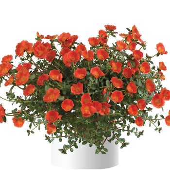 Portulaca oleracea - Mega Pazzaz™ 'Orange'