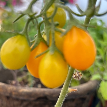 Lycopersicon esculentum (Tomato) - Culinary Couture™ ''Yellow Pear''