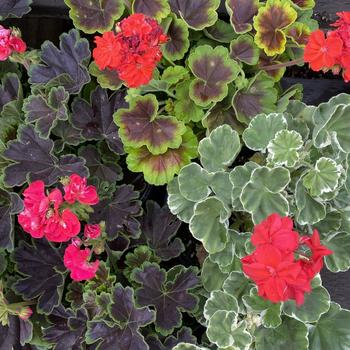 Pelargonium x hortorum - 'Brocade Series' Zonal Geranium