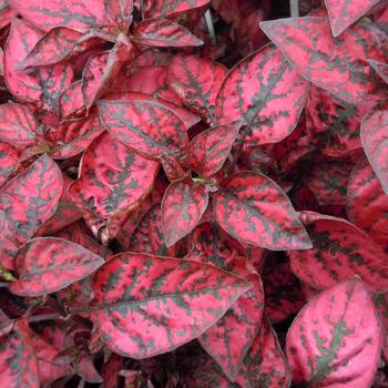 Hypoestes phyllostacha - 'Confetti Red' Polka Dot Plant