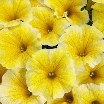 Petunia - Supertunia® 'Saffron Finch'