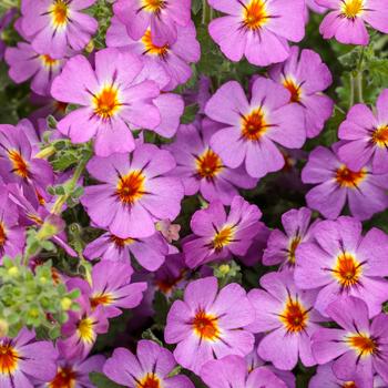 Jamesbrittenia (South African Phlox) - Safari™ 'Dusk'