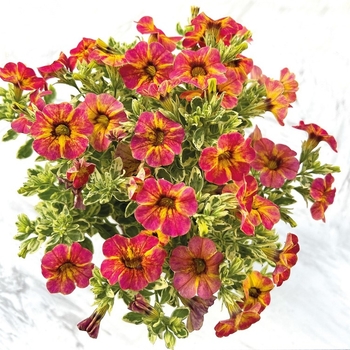 Calibrachoa - 'Calico' Million Bells