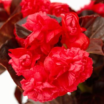 Begonia - Birthday Bash&trade; Chocolate Cherry