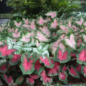 Caladium - Fancy-leaf Caladium