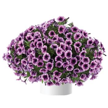 Petunia - Cascadias&trade; 'Purple Ice'