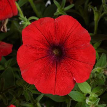 Petunia - Cascadias&trade; 'Chili Red'