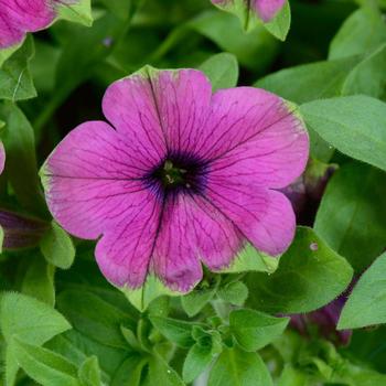 Petunia - Cascadias&trade; 'Pitaya'
