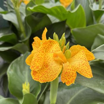 Canna x generalis (Canna Lily) - Cannova&reg; 'Gold Leopard'