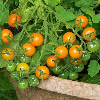 Tomato - 'Sungold' Cherry