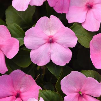 Beacon&reg; Pink Light -Impatiens walleriana