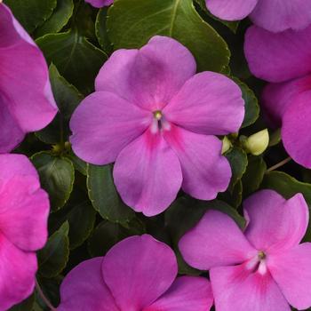 Impatiens walleriana - Beacon&reg; Blue Pearl