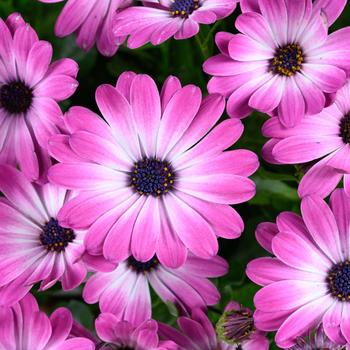 Besties™ 'Optimistic Pink' -Osteospermum