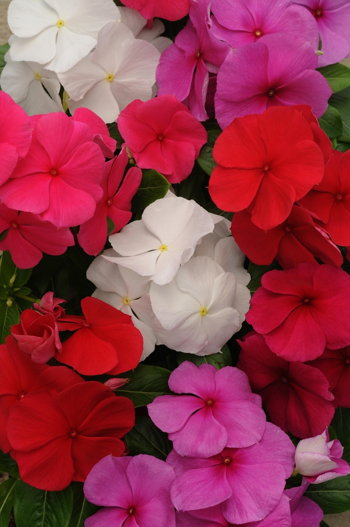 Titan™ 'Clear Mix' - Catharanthus roseus (Vinca, Periwinkle) from Robinson Florists