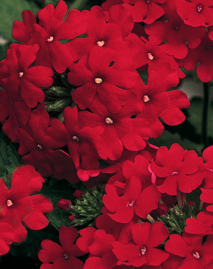 Lanai® ''Red'' - Verbena from Robinson Florists