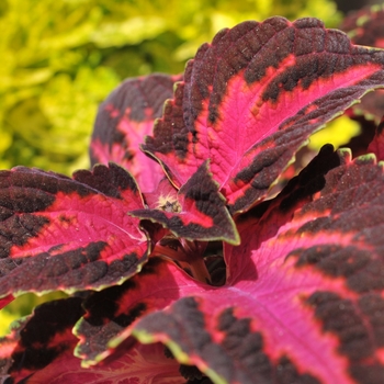 Main Street 'Fifth Avenue' -coleus 