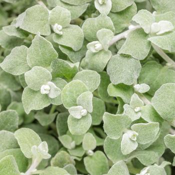 Proven Accents® 'White Licorice' -Helichrysum petiolare (Licorice Plant)