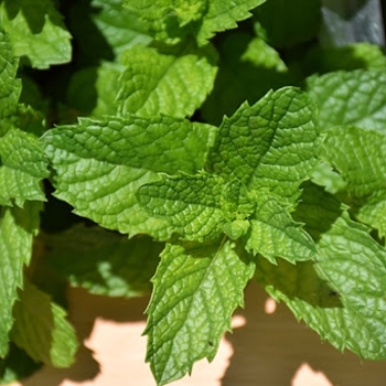 'Mojito Cocktail Mint' Spearmint -Mentha spicata