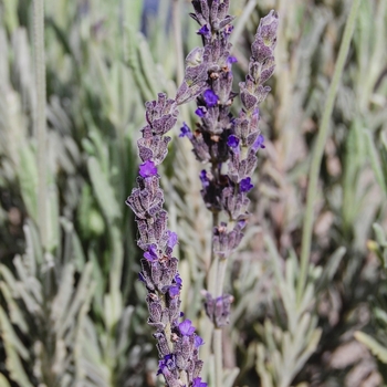 'Goodwin Creek Grey' French Lavender -Lavandula 