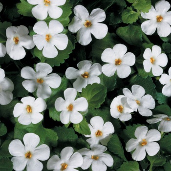 Snowstorm® ''Giant Snowflake®'' -Sutera cordata (Bacopa)