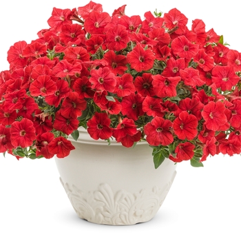 Supertunia® 'Really Red' -Petunia 