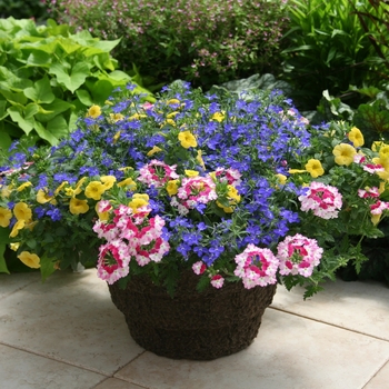 Kwik Kombos™ 'Welcome Back Spring™ Mix' -Combination Planter ()