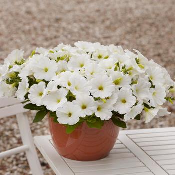 E3 Easy Wave® 'White' -Petunia 