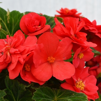 Nonstop® 'Deep Rose' -Begonia x tuberhybrida (Tuberous Begonia)