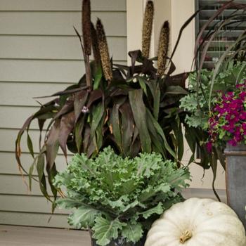 'Purple Baron' Ornamental Millet -Pennisetum glaucum