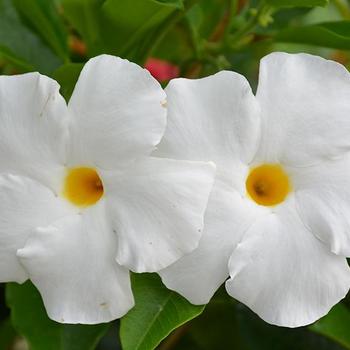 Sun Parasol® 'White' -Mandevilla 