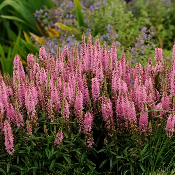 'Giles van Hees' Speedwell -Veronica 