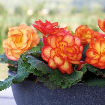 Nonstop® 'Fire' -Begonia x tuberhybrida (Tuberous Begonia)