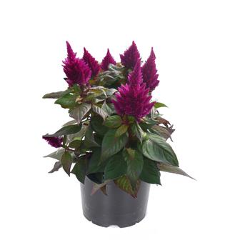 Kelos® Fire Purple -Celosia spicata (Cockscomb)