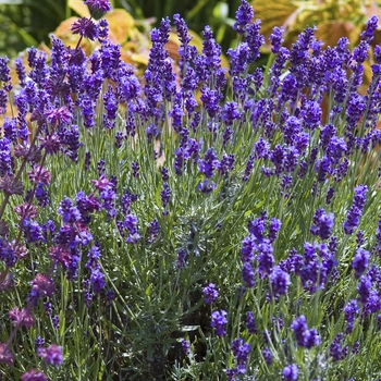 'Hidcote' Lavender -Lavandula angustifolia