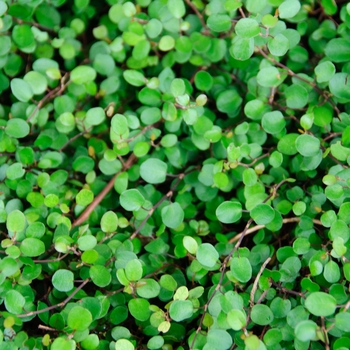 Creeping Wire Vine -Muehlenbeckia axillaris