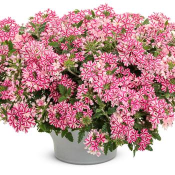 Superbena ® Cherryburst -Verbena 