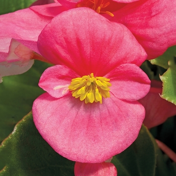 Bada Bing® 'Rose' -Begonia semperflorens