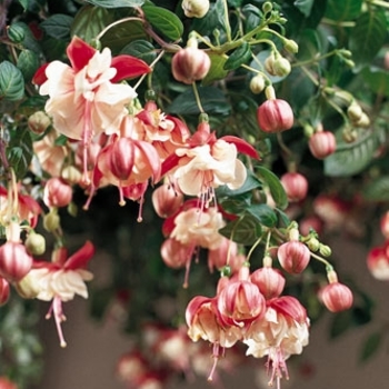 'Swingtime' Trailing Fuchsia -Fuchsia 