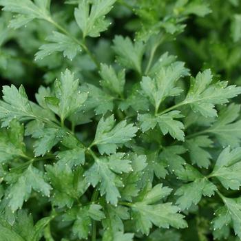 'Flat Italian' Parsley -Petroselinum neapolitanum