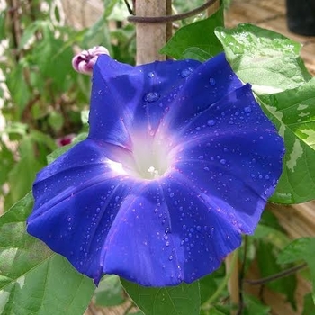 Japanese Morning Glory -Ipomoea nil