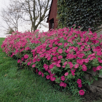 Tidal Wave® 'Hot Pink' -Petunia 