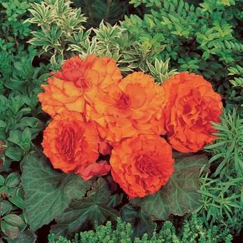 Nonstop® 'Orange' -Begonia x tuberhybrida (Tuberous Begonia)